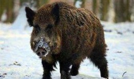 杭州野猪最新爆料一头,神秘生物现身，揭秘野猪世界！